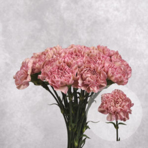 Carnations Lege Pink Large 10 stems per bunch