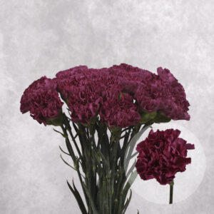 Carnations Dark Purple Large 10 stems per bunch