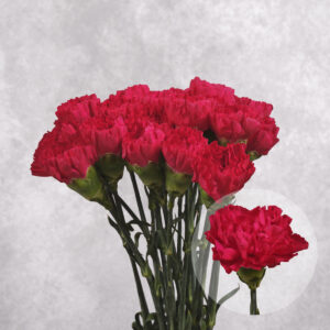 Carnations Hot Pink Large 10 stems per bunch
