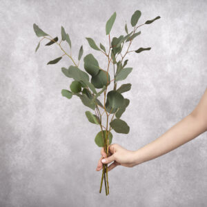 Eucalyptus Silver Dollar 3 Stems per bunch