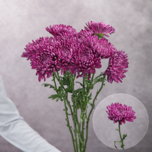 Fuji/Anastasia Purple (Chrysanthemums) 5 stems per bunch