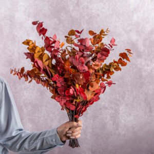 Eucalyptus Dried Red/Orange 5 stems per bunch