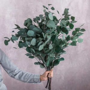 Eucalyptus Preserved Green 10 stems per bunch