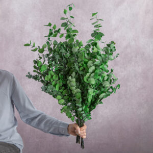 Eucalyptus Parvifolia Preserved Green 10 stems per bunch