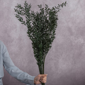 Ruscus Preserved Dark Green 5 stems per bunch