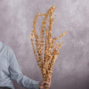 Eucalyptus Preserved Peach 5 stems per bunch