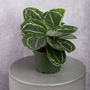 Calathea Green Plant (6 Inches)