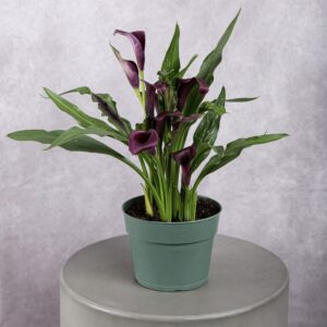 Calla Lily Purple Plant (6 Inches)