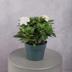 Gardenia White Plant (6 Inches)