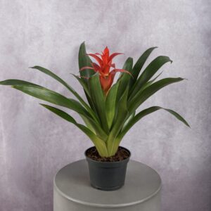 Bromeliad Red Plant (6 Inches)