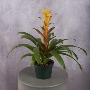 Bromeliad Yellow Plant (6 Inches)