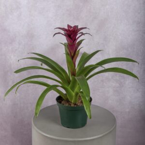 Bromeliad Burgundy Plant (6 Inches)