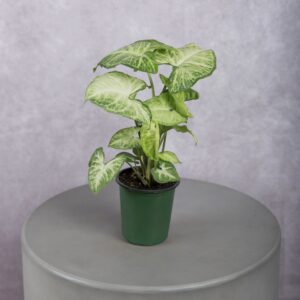 Dieffenbachia Green Variegated Plant (4 Inches)