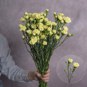Carnations Yellow Mini 10 stems per bunch