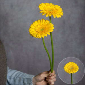 Gerbera Yellow (Yellow Center) 2 stems per bunch