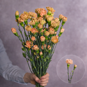 Carnations Cream Mini 10 stems per bunch