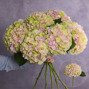 Hydrangea Bicolour Large per stem
