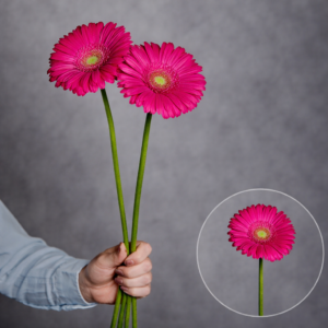Gerbera Hot Pink 2 stems per bunch