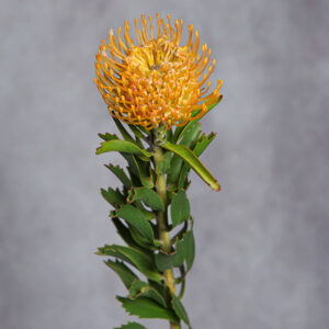 Pincushion Yellow