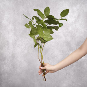 Salal bunches