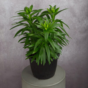 Easter Lily (10 inches)