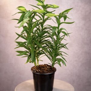 Easter Lily (6 inches)